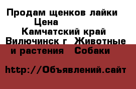 Продам щенков лайки › Цена ­ 20 000 - Камчатский край, Вилючинск г. Животные и растения » Собаки   